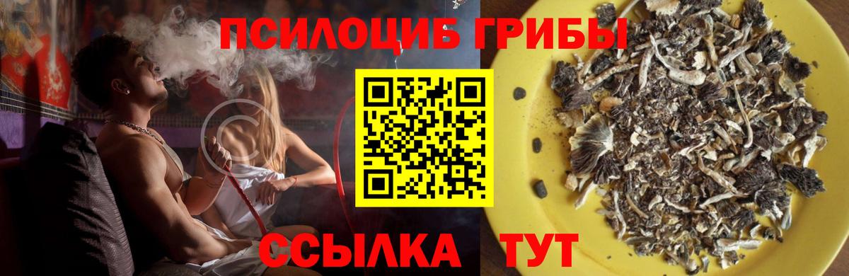 Псилоцибиновые грибы Cubensis Добрянка